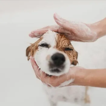 Puppy care essentials guide for new pet parents