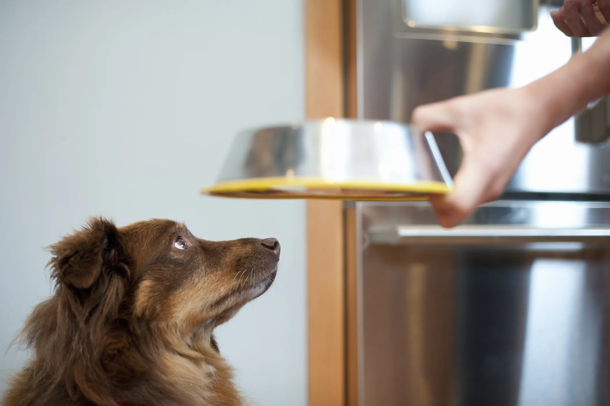 A dog looking at the food bowl the pet parent is serving.
