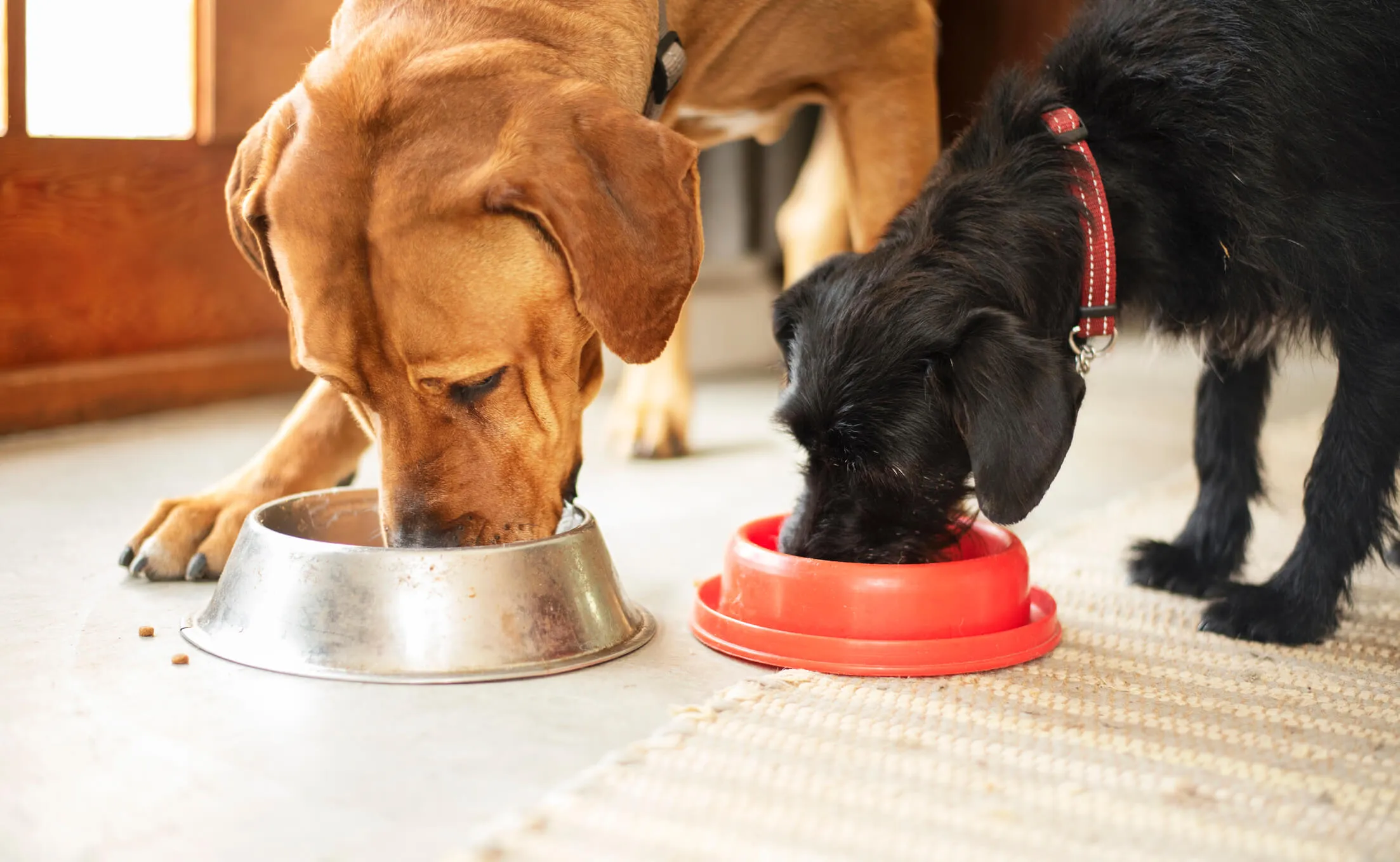 of two dogs having food from their bowls 