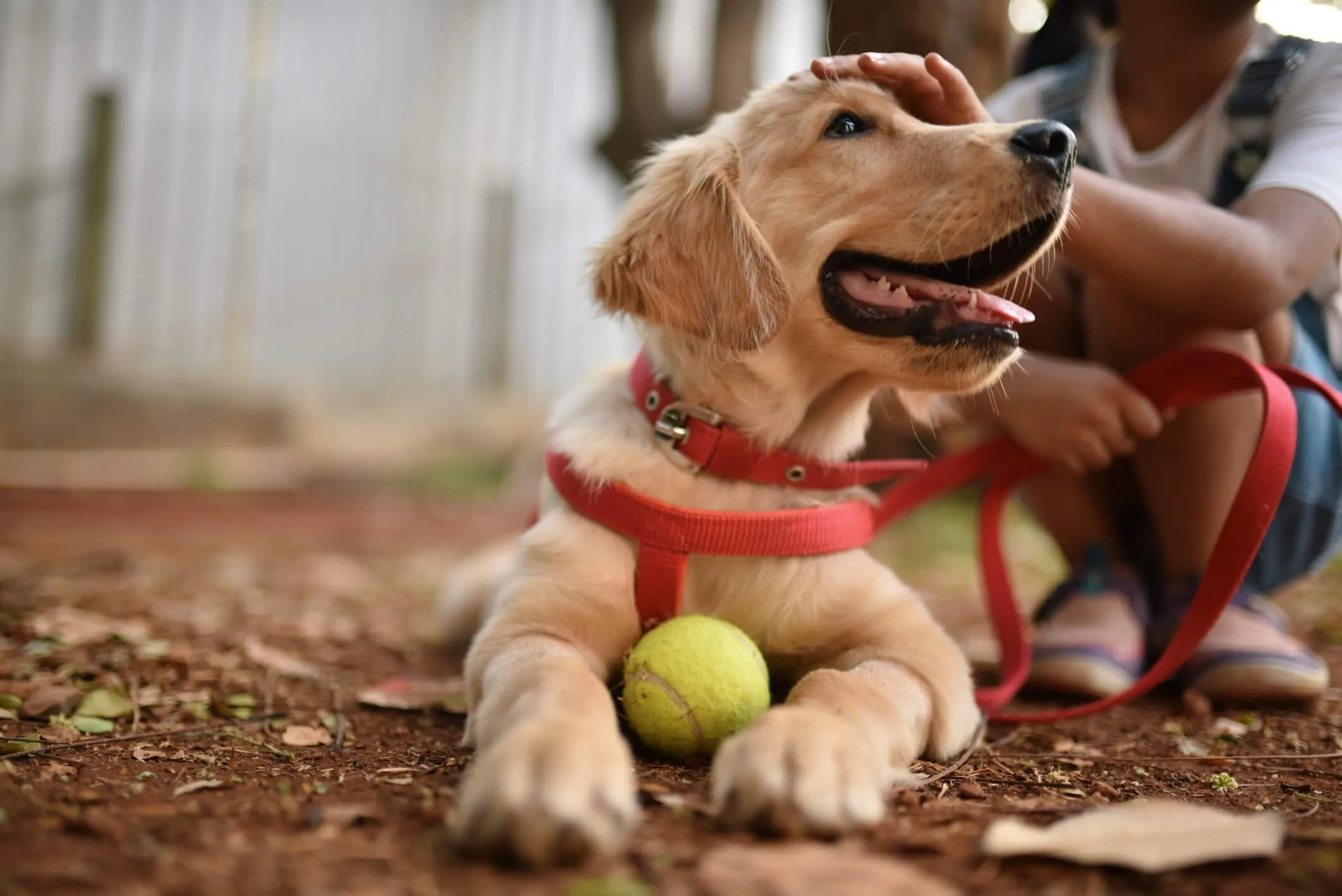 A Kid playing with his dog
