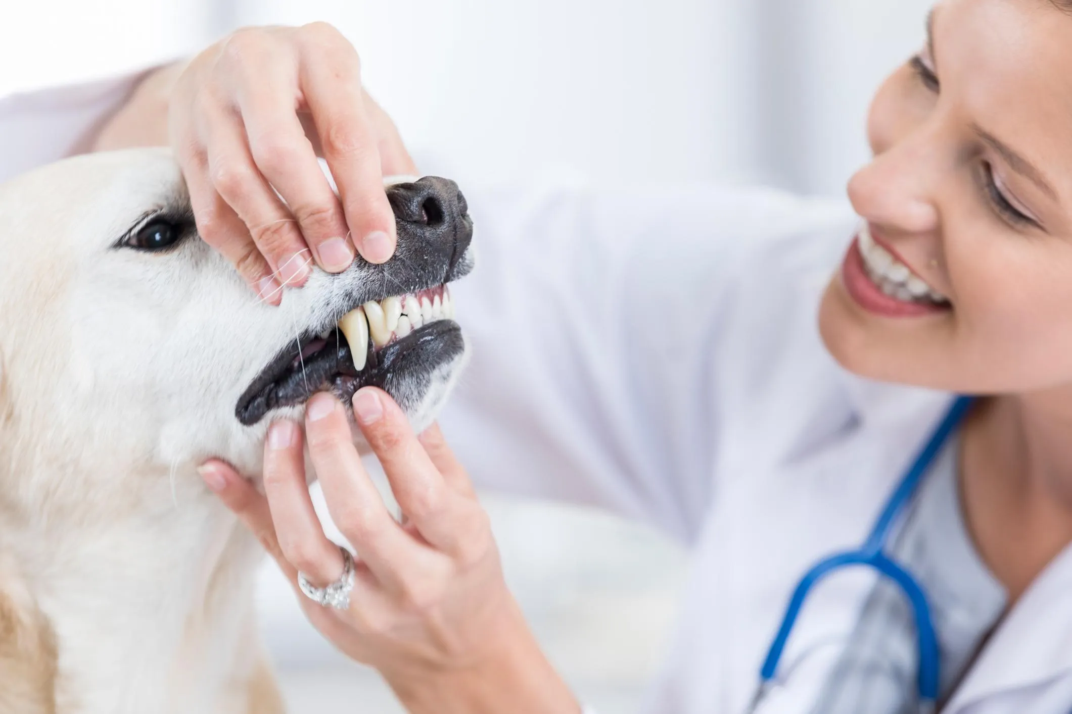 In this closeup, a smiling mid adult female vet uses both hands to pull back the upper and lower lips of a yellow lab to examine her teeth.