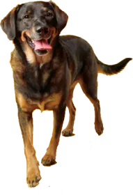 Image of dog