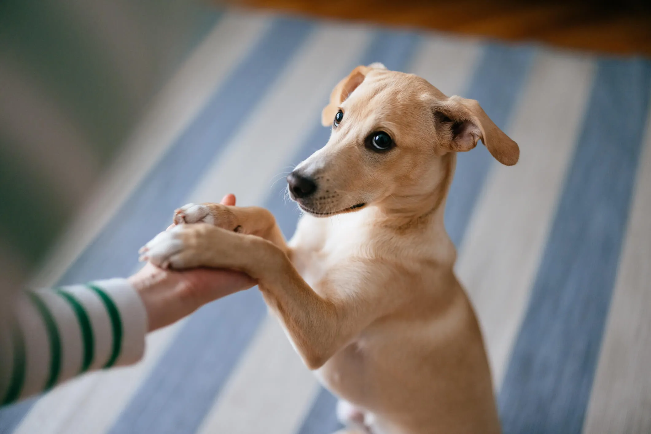 Woman Obedience training puppy at Home