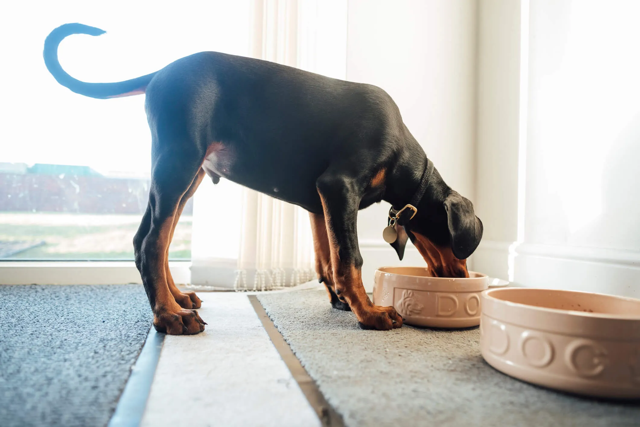 puppy eating lunch from a dog bowl at his home