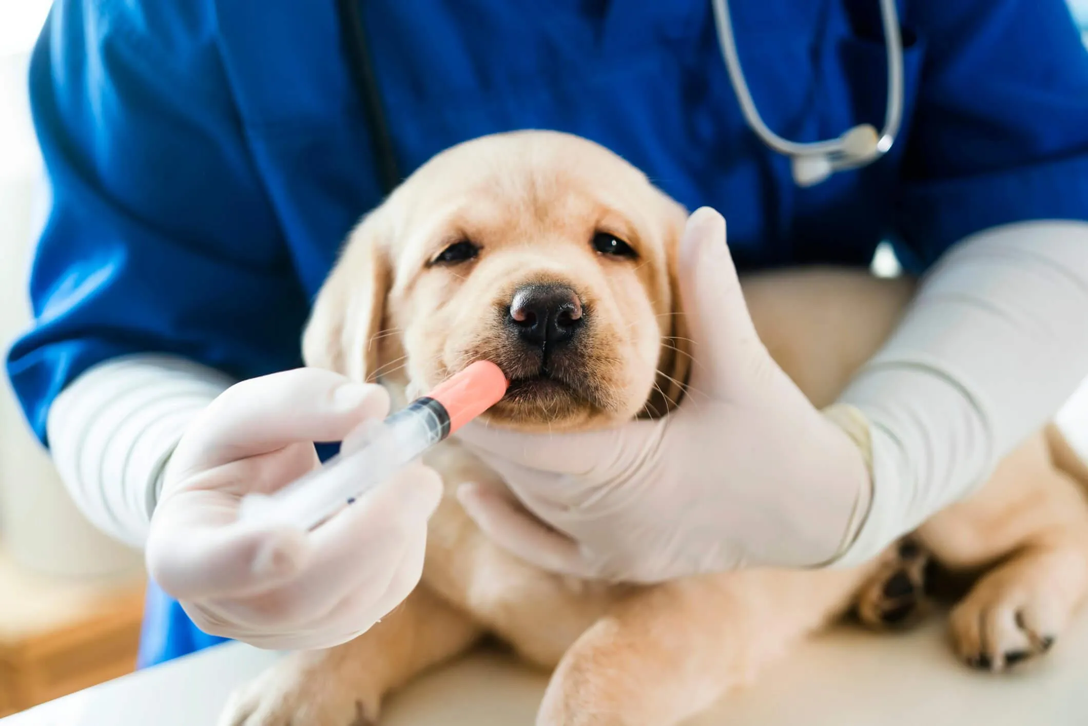Puppy at veterinarian office 
