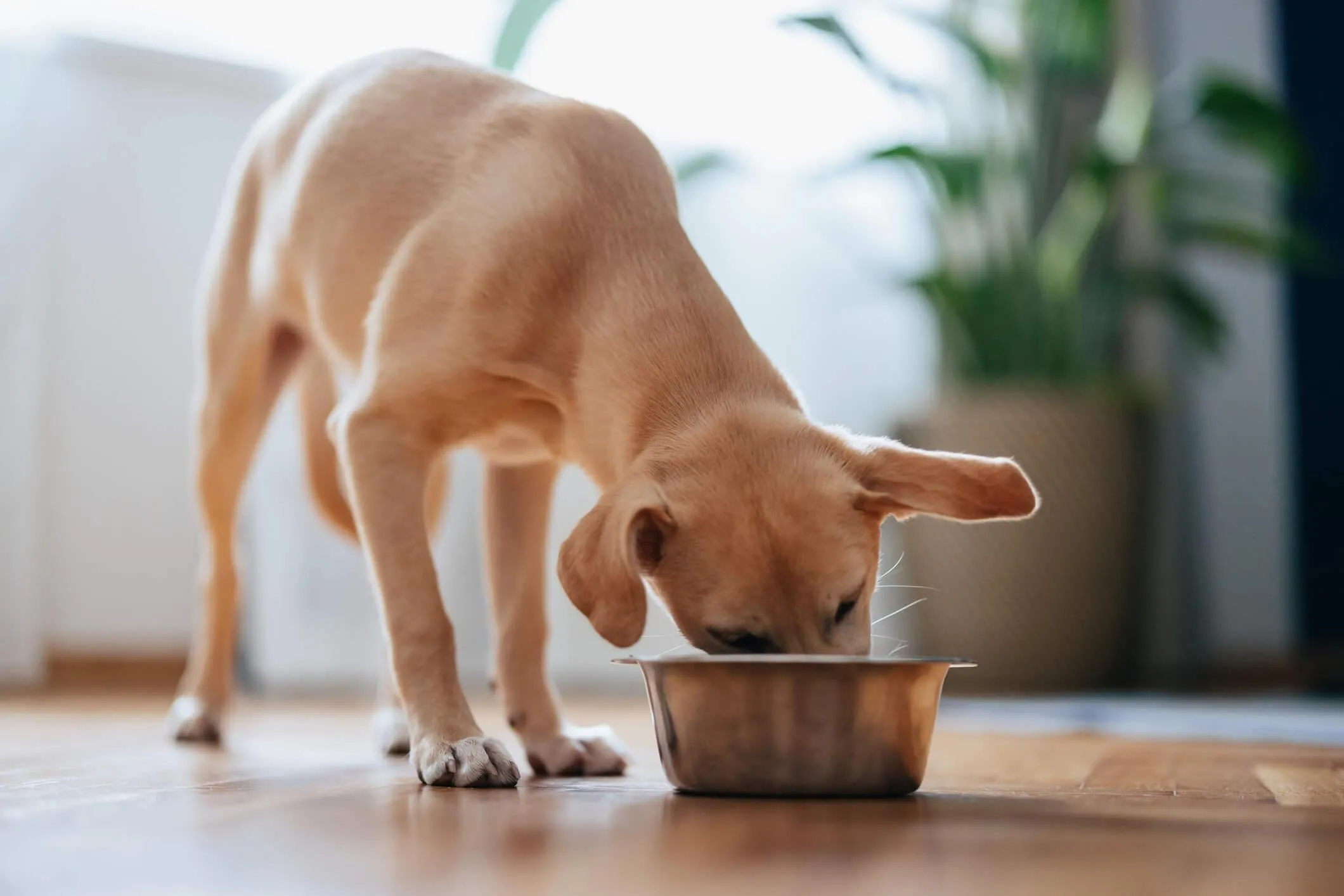 Cute Yellow Dog Eating From a Bowl at Home