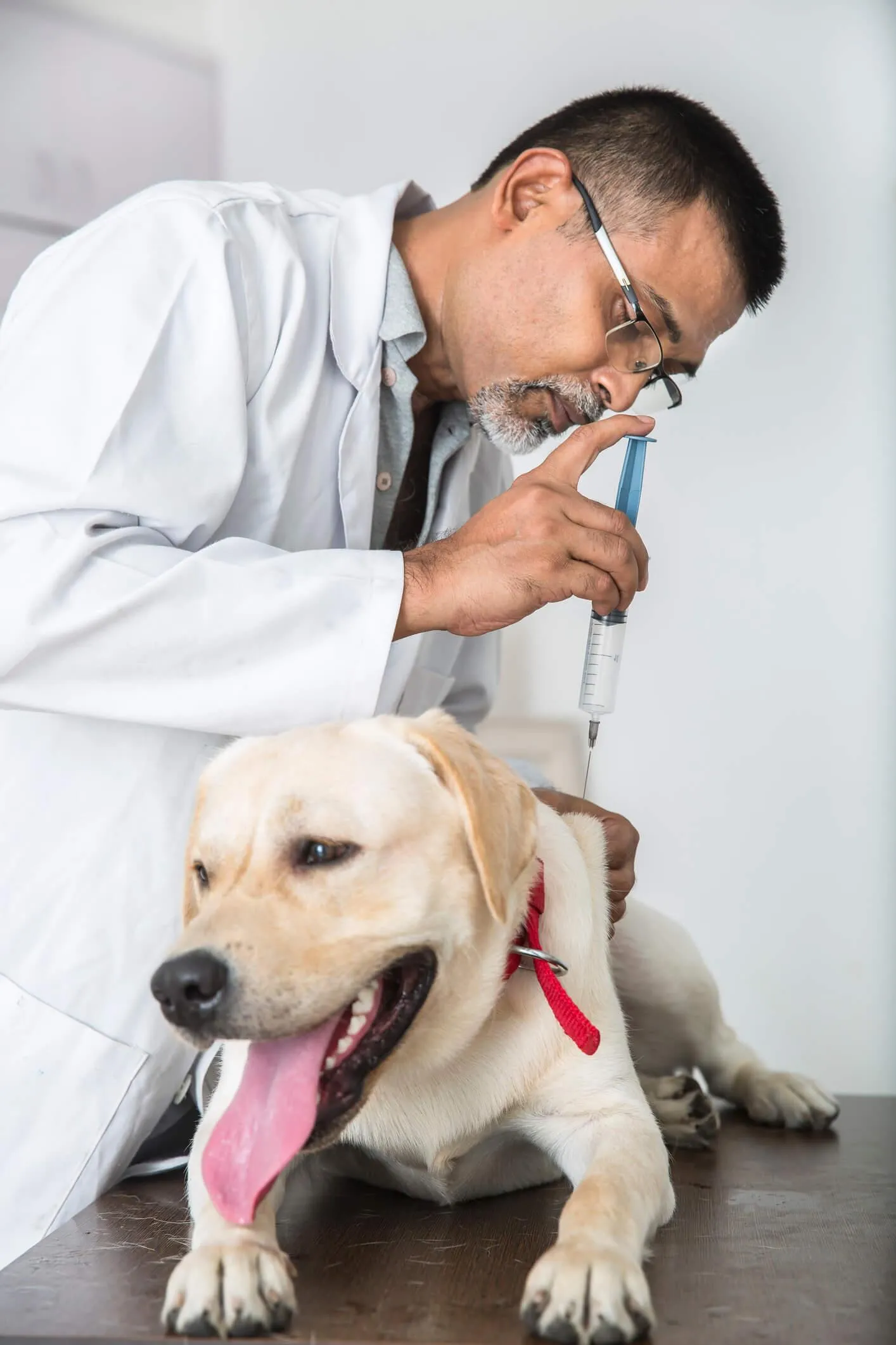 Veterinary Doctor giving a shot to a Labrador Retriever