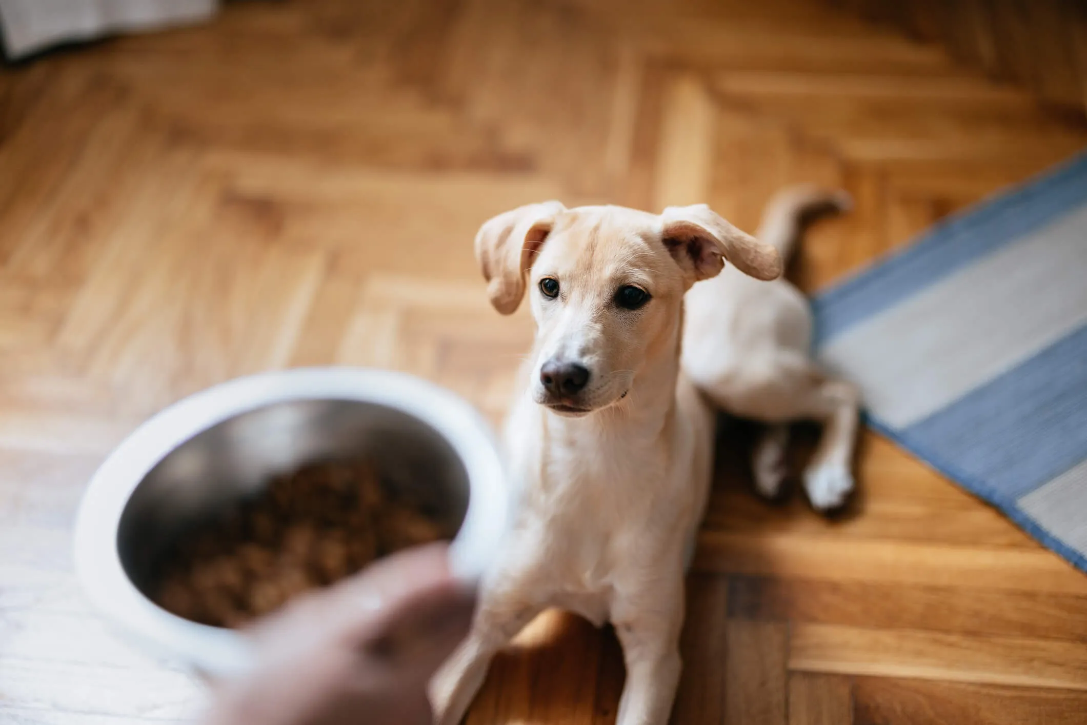 Close-up Photo of Woman Hands Holding Bowl of Granules for Her Dog