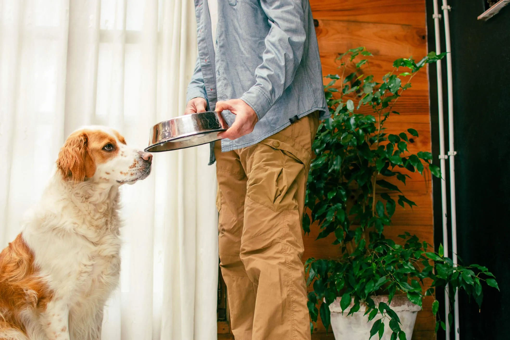Man holding bowl while feeding adorable dog at home