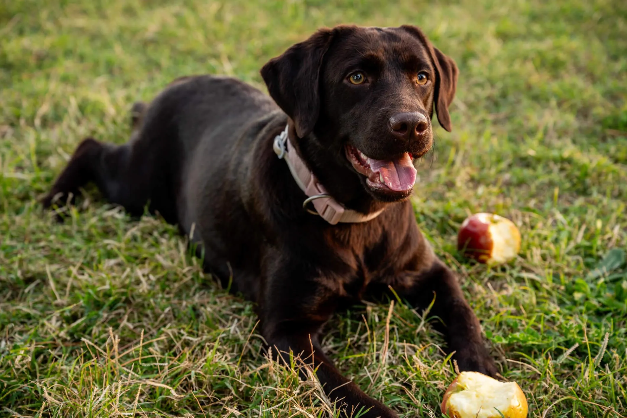 A Labrador lying on green grass & chewing on two apples