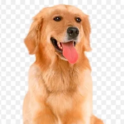 pet-image