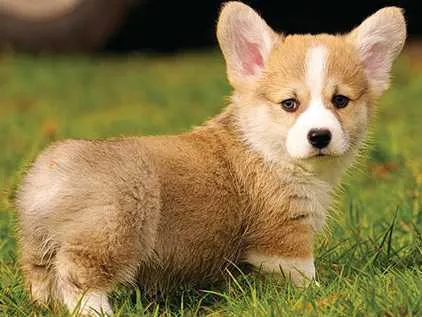 pet-image
