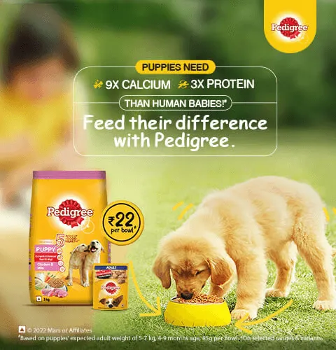 dog-nutrition-food