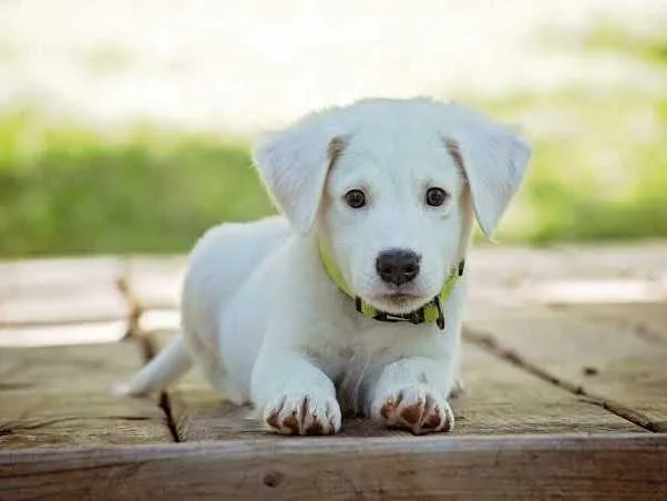 pet-image