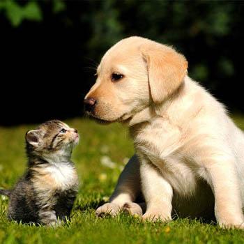 image of dog with cat