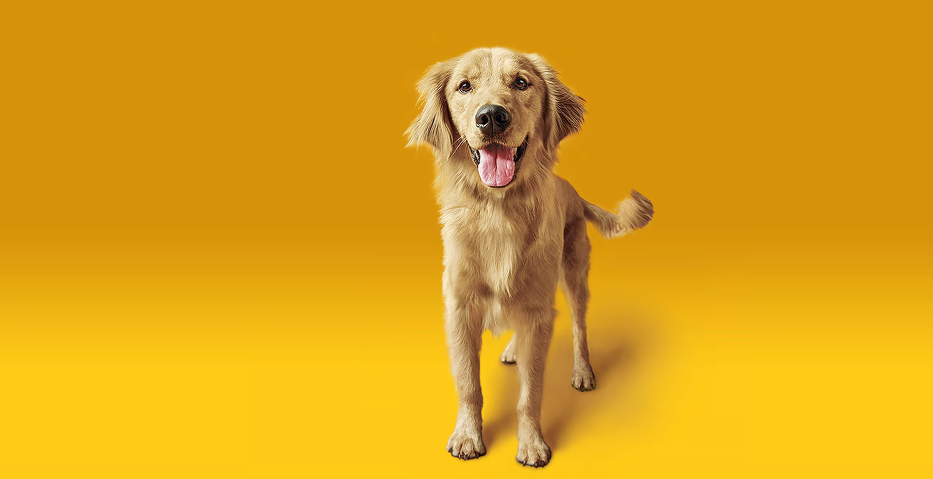 Why Pedigree dog food is great infographic