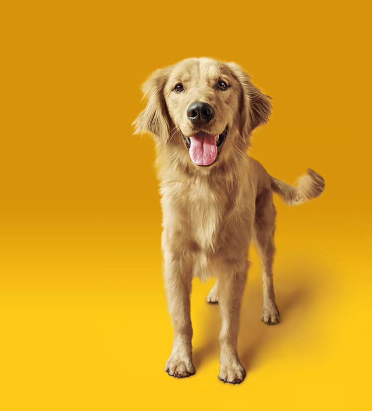 Why Pedigree dog food is great infographic